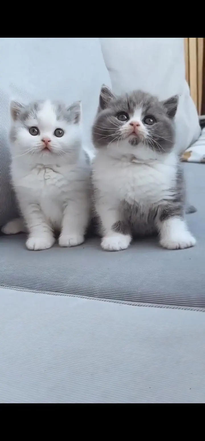 Quality Persian Punch face cat & kittens 03495425573 WhatsApp — photo 2