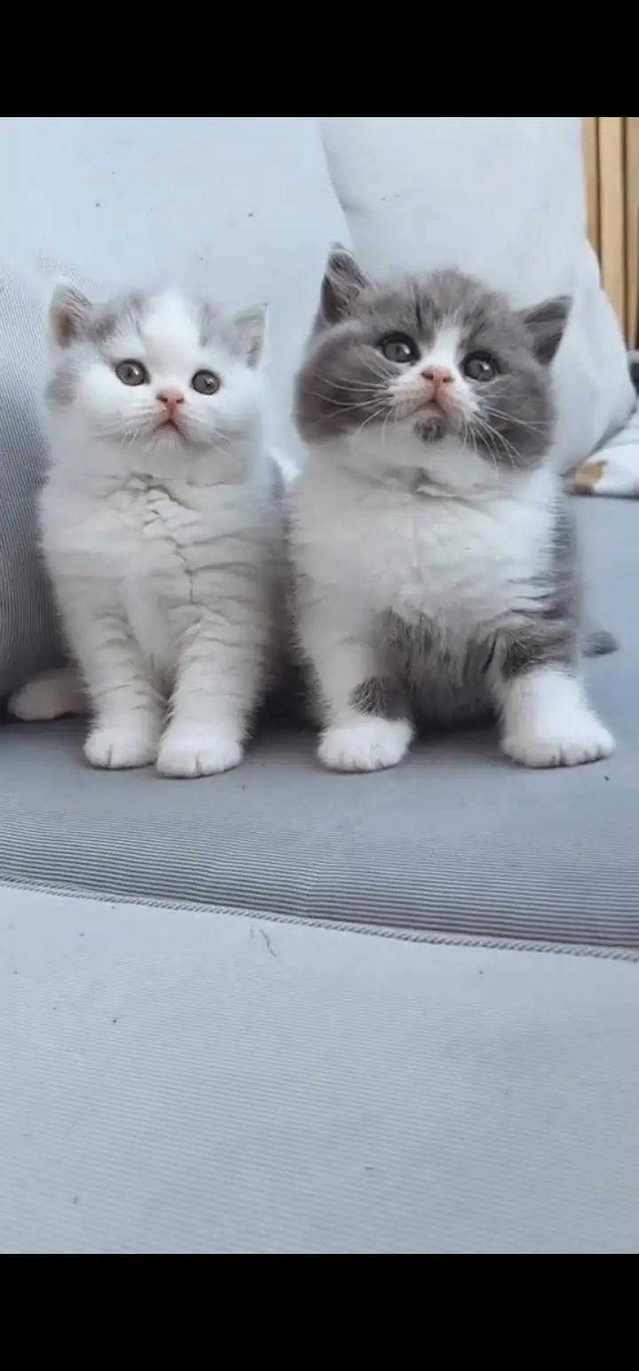 Quality Persian Punch face cat & kittens 03495425573 WhatsApp — photo 3