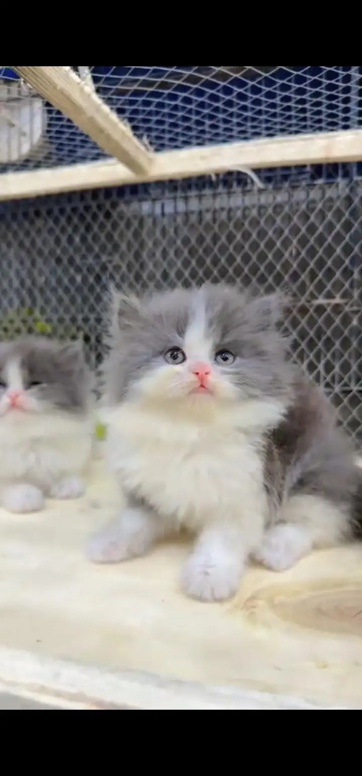 Quality Persian Punch face cat & kittens 03495425573 WhatsApp