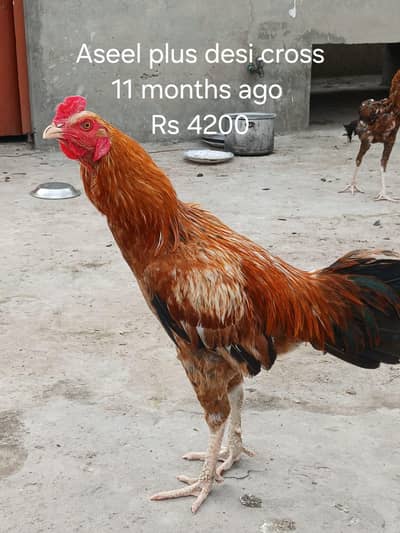 Jawa aseel . Urgent sale