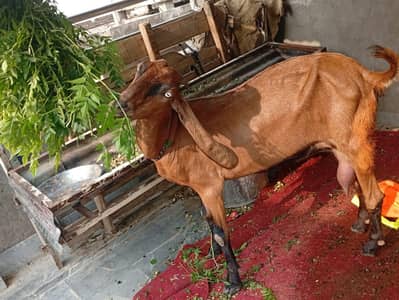 goat urgent for sale whats up number 03057740975