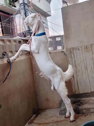 Goat  bakra Goat bakra Bakra for sale white bakra