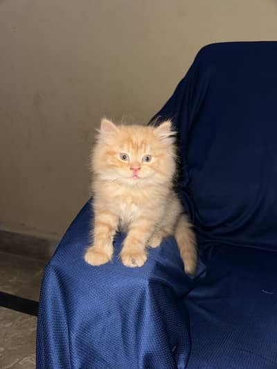 PERSIAN MALE