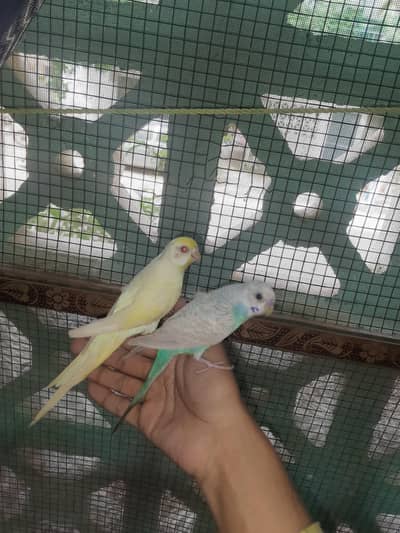 ColourFull Adult Budgie Breader and non breader