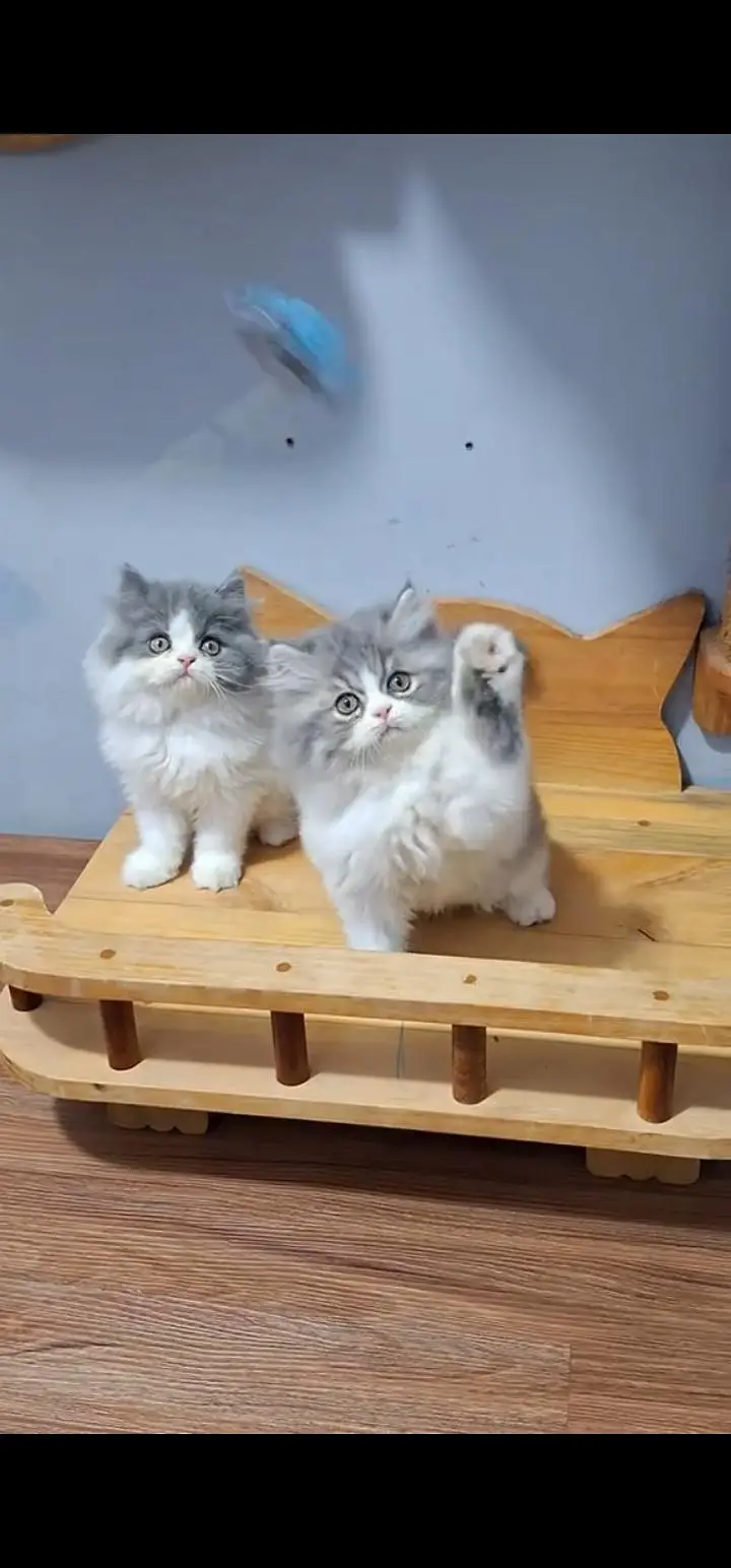 Quality Persian Punch face cat & kittens 03495425573 WhatsApp — photo 3