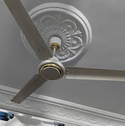 Royal Fan