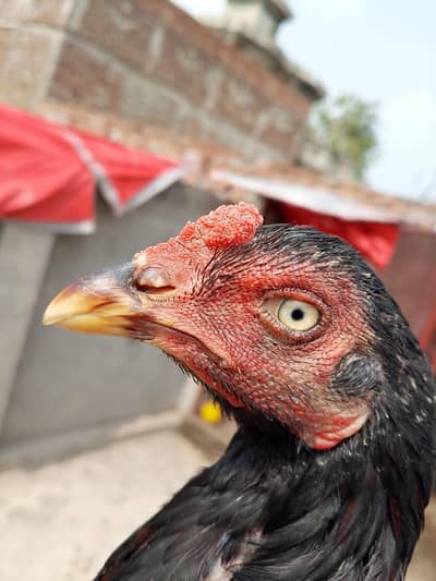 Top Quality Hybrid Aseel Murga (Lakha) - 7 Months Healthy Patha