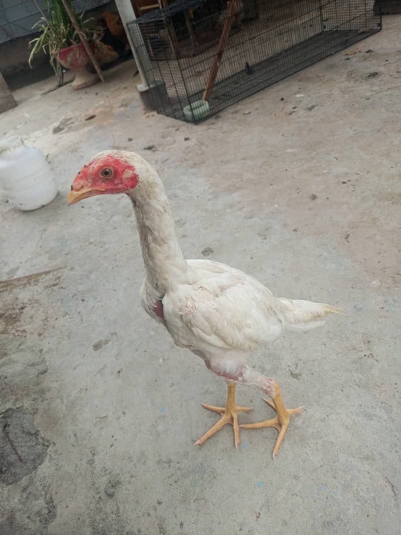 hiraa breed 1