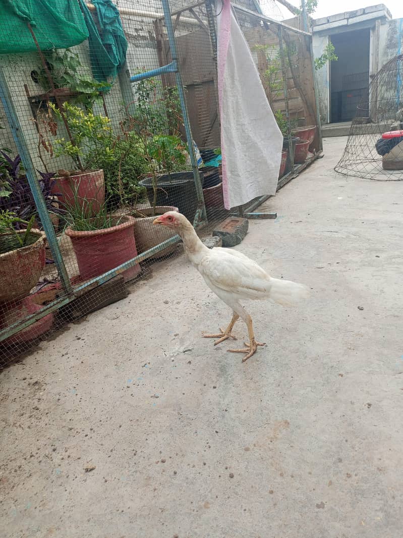 hiraa breed 2