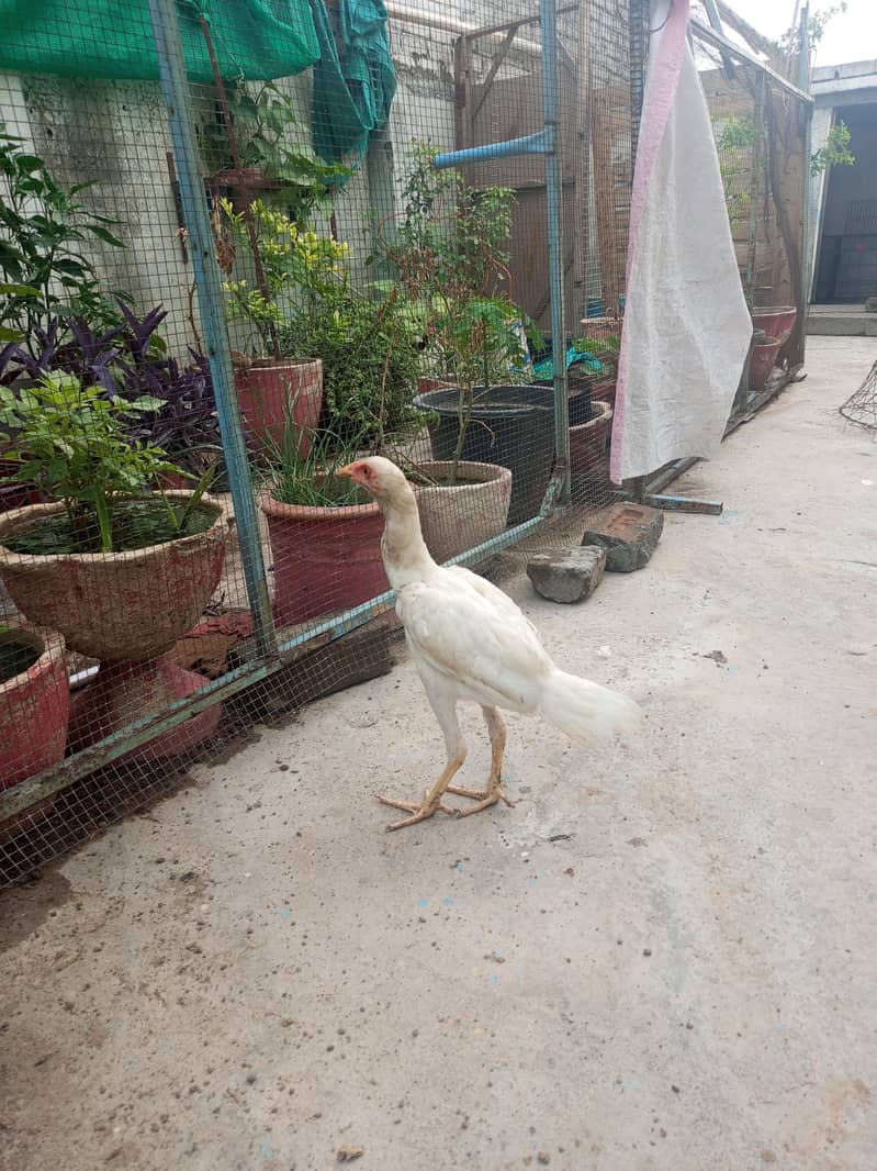 hiraa breed 3