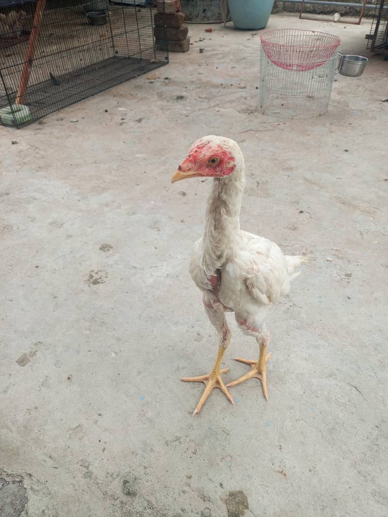 hiraa breed 4