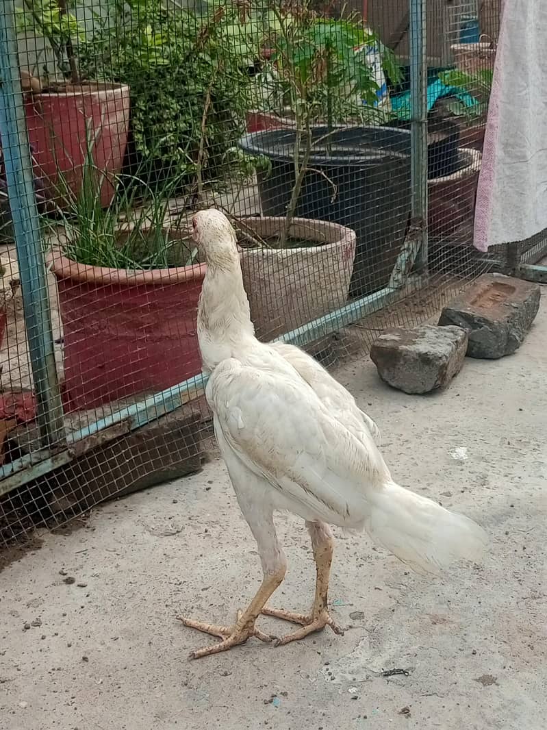 hiraa breed 5