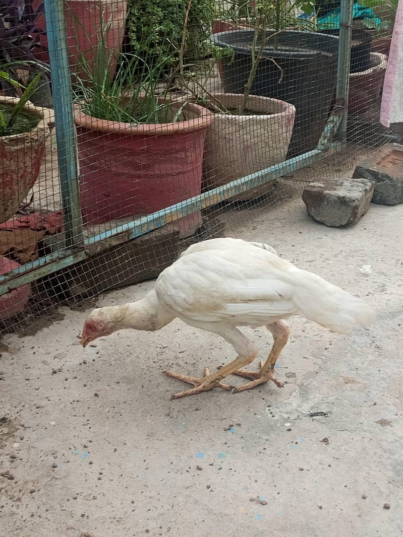 hiraa breed 6