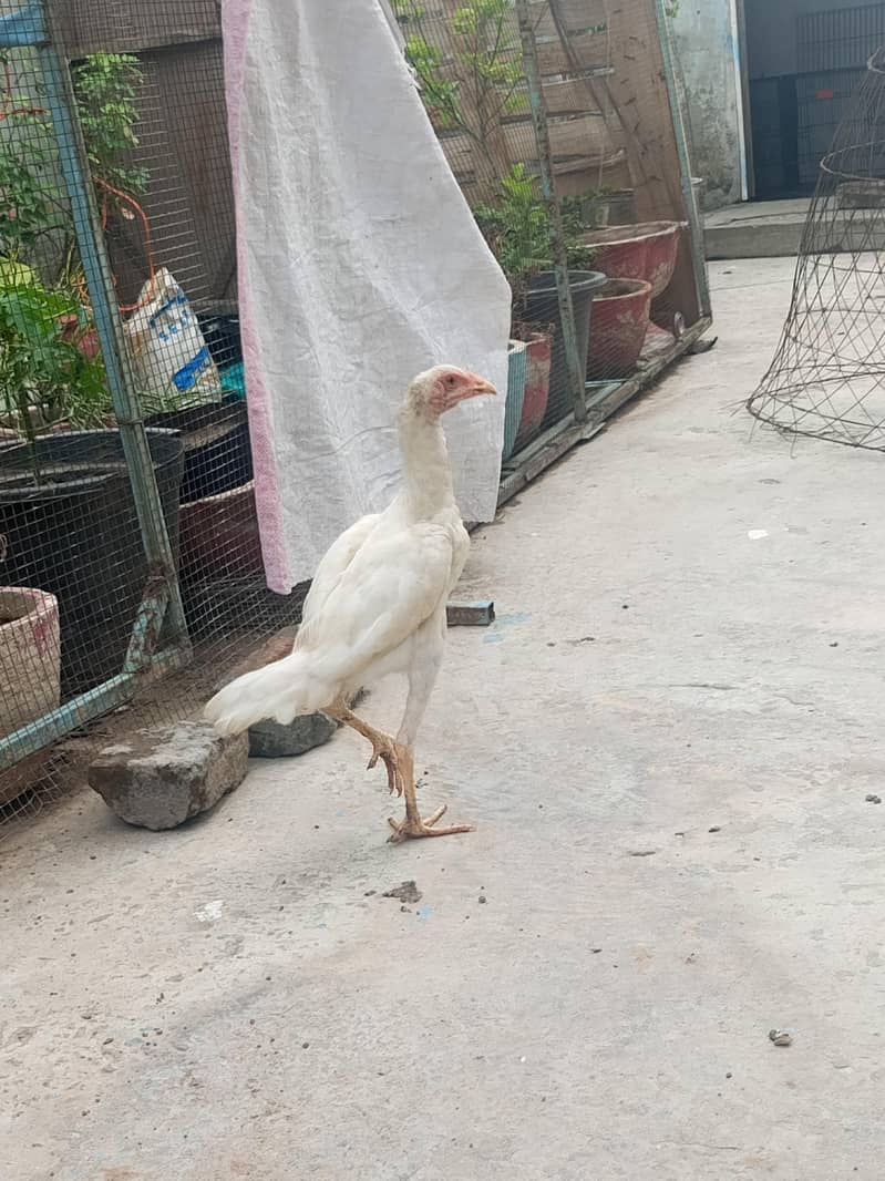 hiraa breed 7
