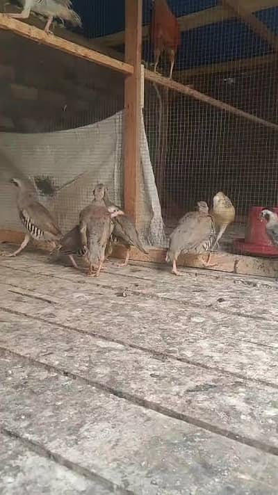Chand chakor pair for sell