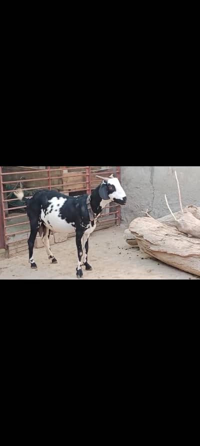 Female Goat Sale
