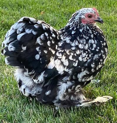bantam anda