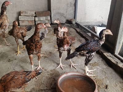 aseel chicks ghar k pale hue.