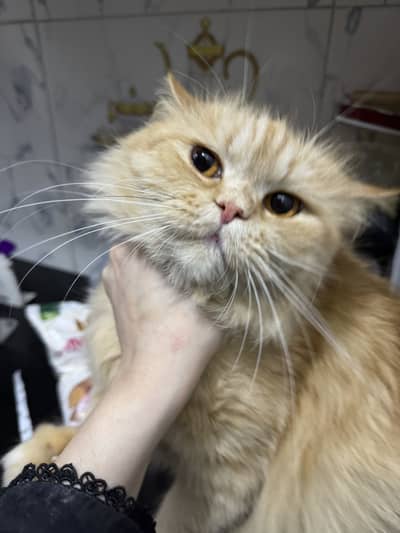 Rare Ginger female Persian cat