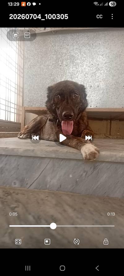 afgan kochi sacirty dog