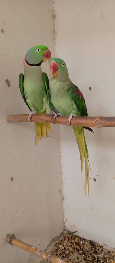 RAW PARROT pair for sale