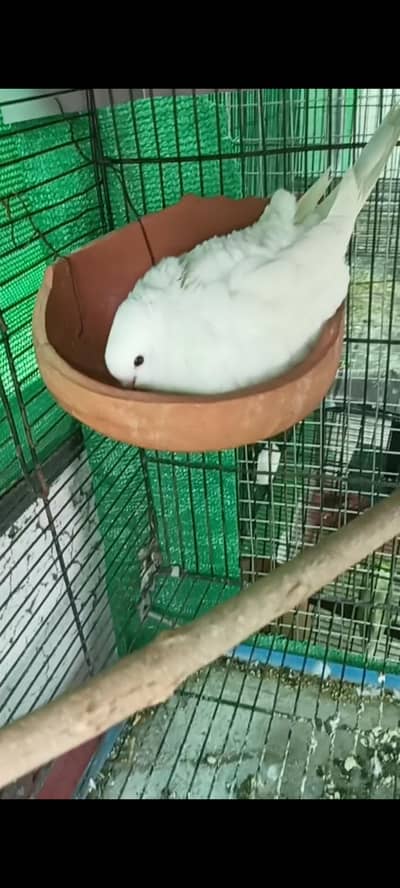 white dove khumray pair for sale