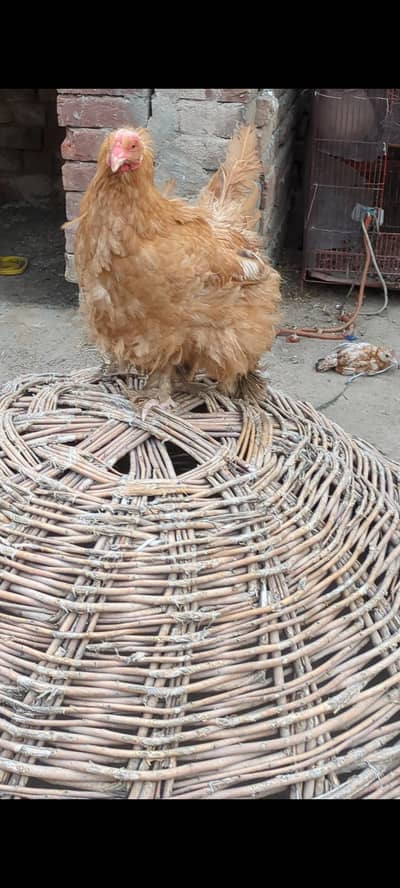 shamo and golden buff female and aseel top quality hen for sale