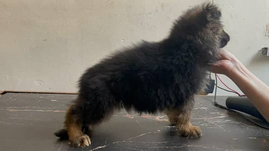 German shepherd puppy for sale dogs