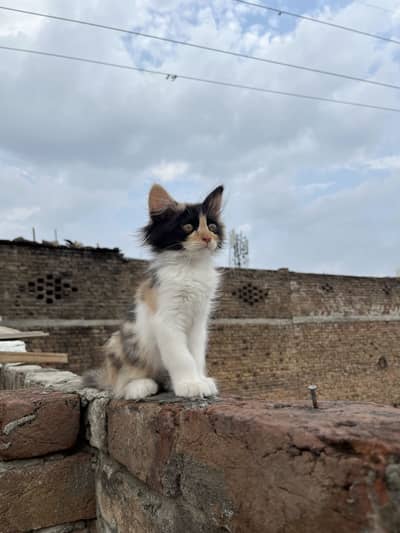 Caligo Persian kitten