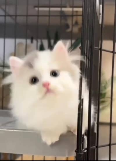 Persian kitten for sale coated. 03317047936=more WhatsApp