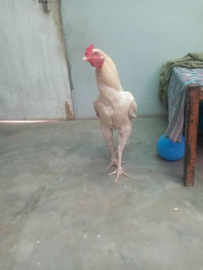 aseel Heera murga