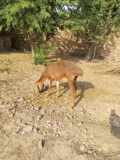 Sheep  with Male baby