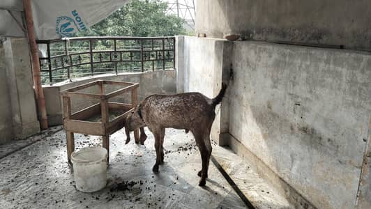 Bakra 2 dant ha bakri 8 mat ke ha