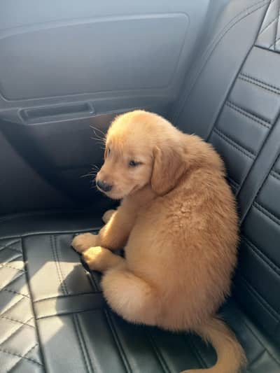 Dog for sale