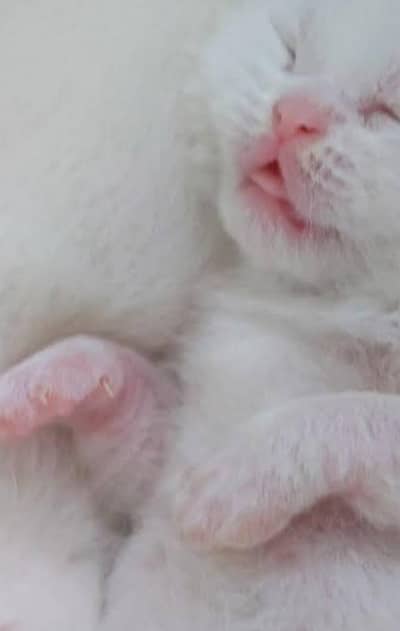 Persian cat long coat pair white blue eyes and green eyes good quality