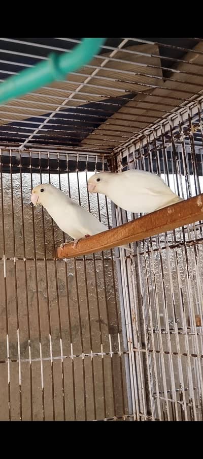 Love Birds