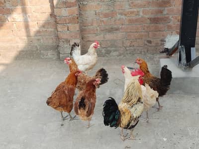 Golden misri Murgian