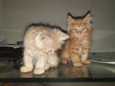 2 Persian cats, 2 cot