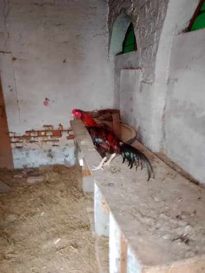 asil murgha for sell
