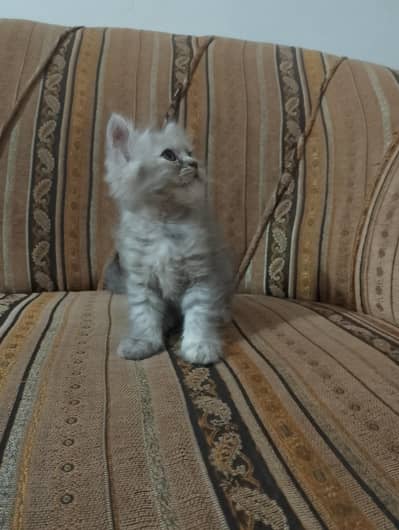 female kitten