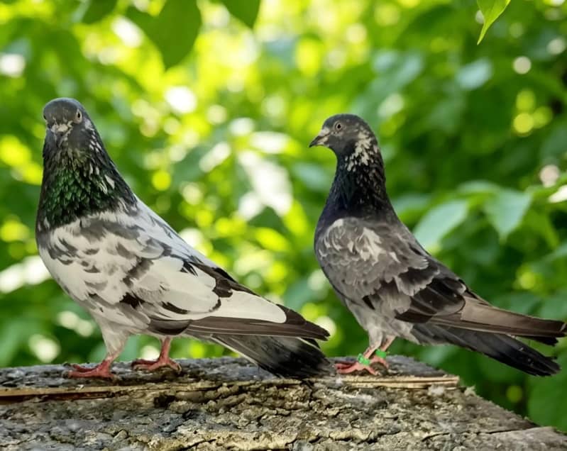 pigeon pair 1