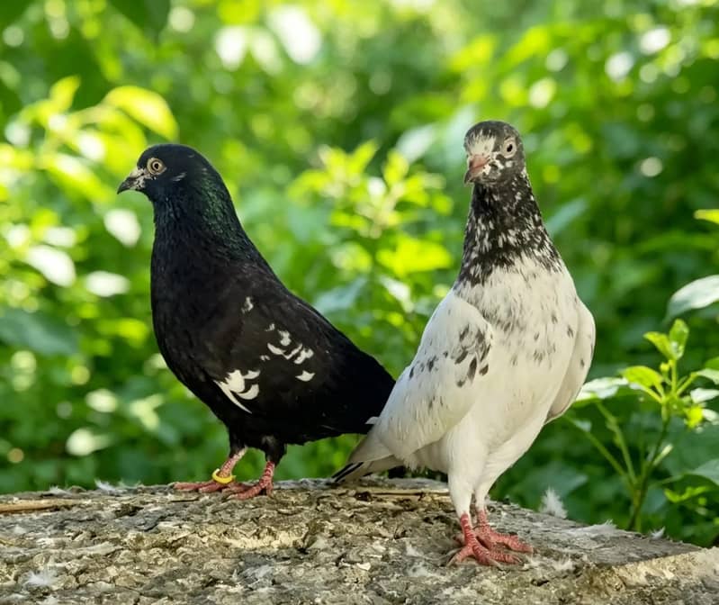 pigeon pair 2