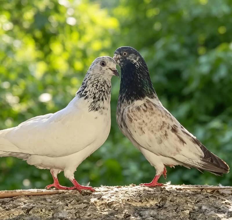 pigeon pair 3