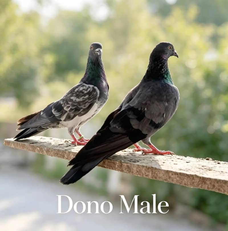pigeon pair 4