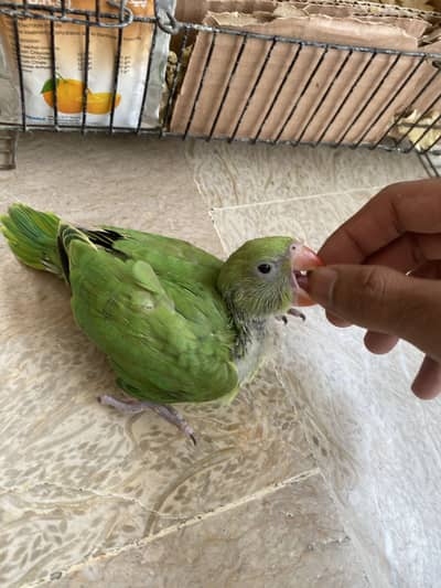 Ringneck parrot chick
