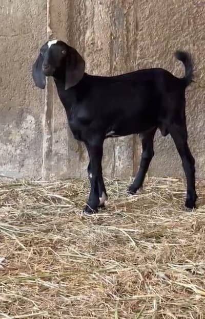 tapra Bakra