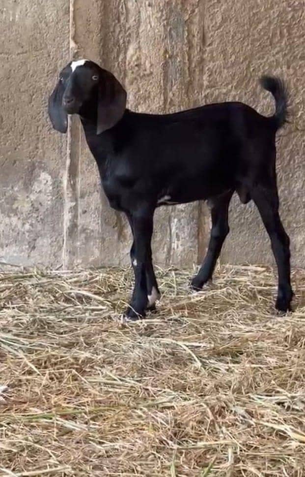 tapra Bakra 0