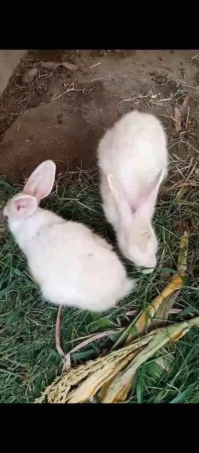  Healthy Rabbit Pair for Sale – Sirf Rs. 2000 Jori
