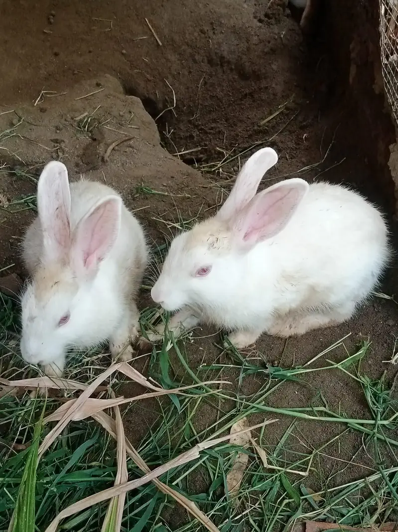  Healthy Rabbit Pair for Sale – Sirf Rs. 2000 Jori — photo 2