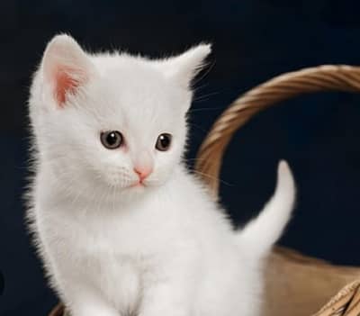 one 7k  pair 14 k Persian cat what's app contact . . . . .
